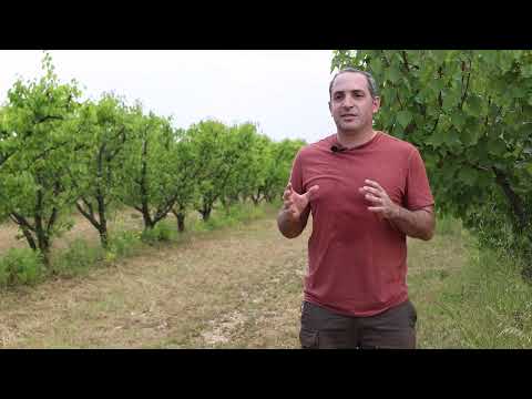 Agua Segura, Agrow Analytics y Microsoft – IA para optimizar el uso del agua en la agricultura