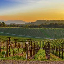 8aad53e9-0172-4123-a706609d997bf208_opt