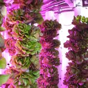 Telefónica - Vertical Green