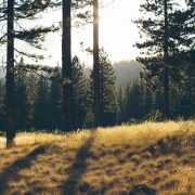 Microsoft AI for Earth