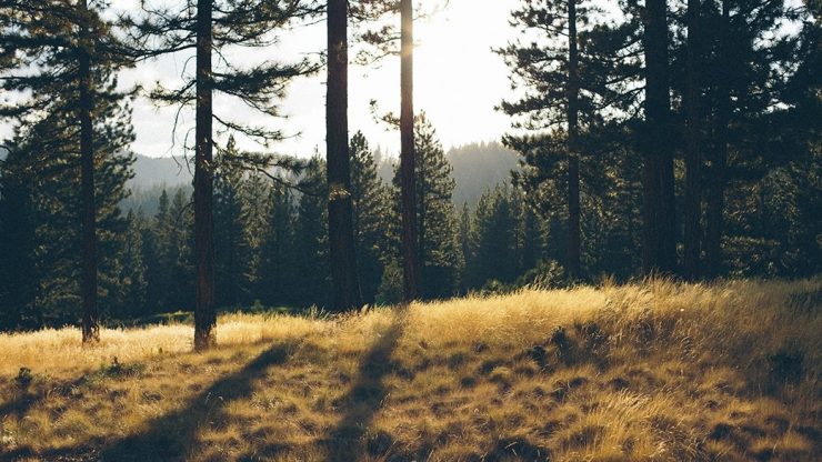 Microsoft AI for Earth