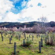 Microsoft y Fundación Repsol colaboran en un proyecto conjunto de reforestación