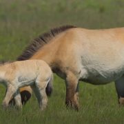 La Inteligencia Artificial libra a los caballos salvajes de la extinción