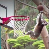 Texto en Dall-e: Koala metiendo una canasta