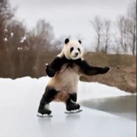 Texto en Dall-e: oso panda patinando sobre hielo