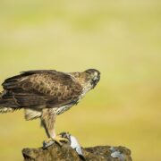 Aguila InakiRelanzon diputacion de Barcelona