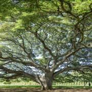 20221229 Atos de nuevo seleccionada en el Dow Jones Sustainability Index DJSI World y Europe 2022