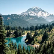 Reforestum - Microsoft