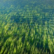 Kyndryl - Corporate Citizenship Report