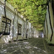 Calle emparrada Bodegas Gonzalez Byass Jerez