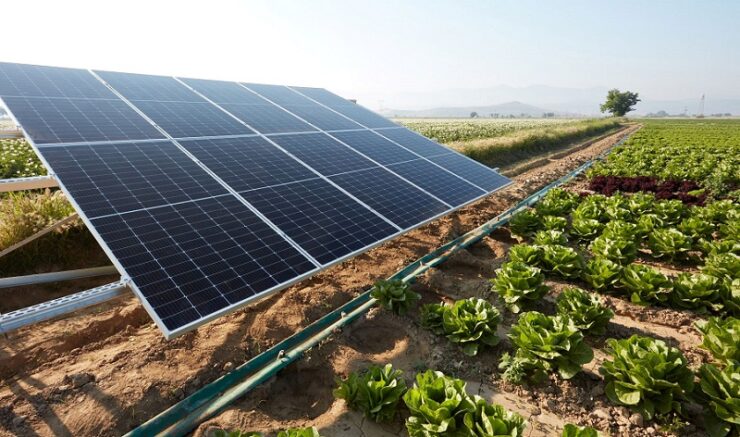 Drip irrigation and solar panel