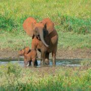 IBM y WWF-Alemania desarrollarán una nueva solución de IA para apoyar la conservación de las especies clave