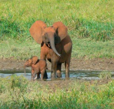 IBM y WWF-Alemania desarrollarán una nueva solución de IA para apoyar la conservación de las especies clave