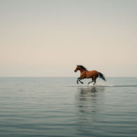 Horse on water