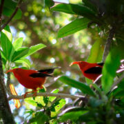 Google Perch - Bioacústica