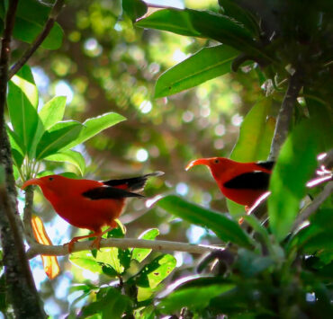 Google Perch - Bioacústica
