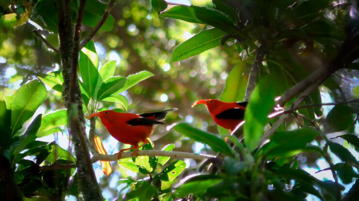 Google Perch - Bioacústica