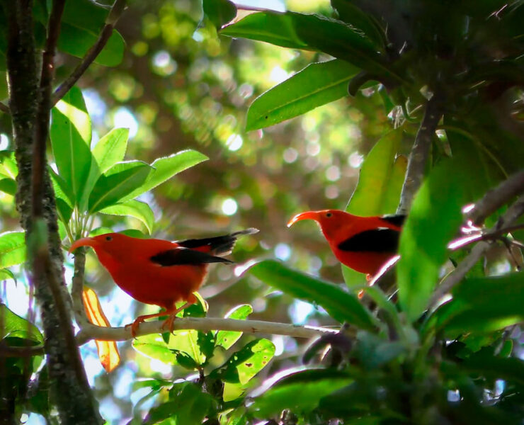 Google Perch - Bioacústica