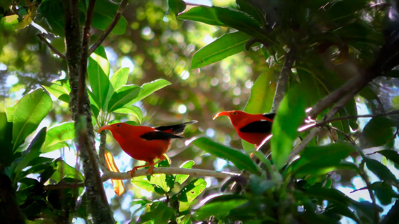 Google Perch - Bioacústica