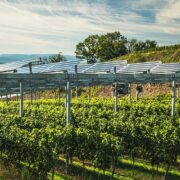 TECSOL-FRUT probará la agrivoltaica en cultivos frutales