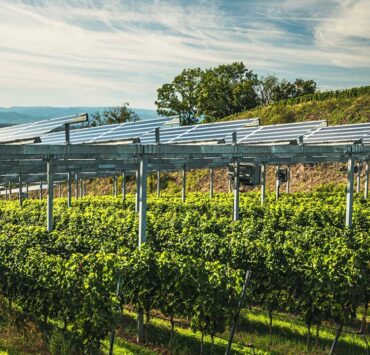 TECSOL-FRUT probará la agrivoltaica en cultivos frutales