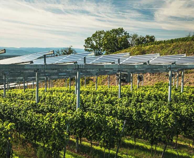 TECSOL-FRUT probará la agrivoltaica en cultivos frutales