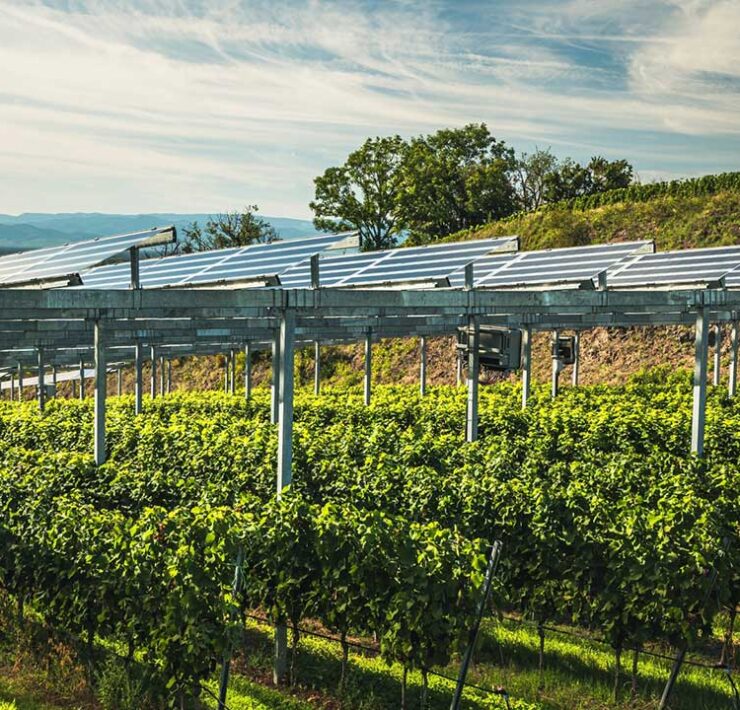 TECSOL-FRUT probará la agrivoltaica en cultivos frutales